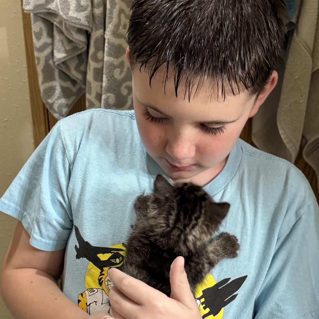 Neptune, a Adoptable Domestic Medium Hair in Carroll, IA image 4/6