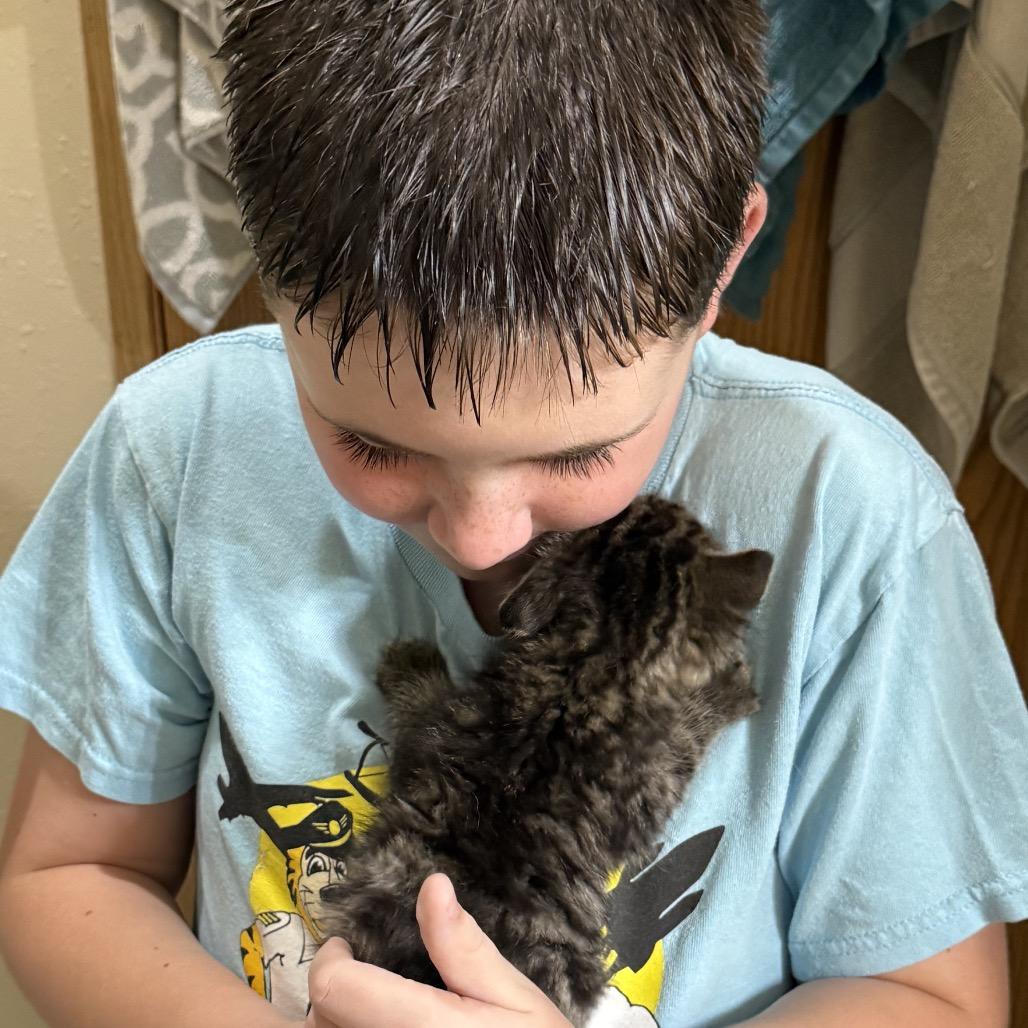 Neptune, a Adoptable Domestic Medium Hair in Carroll, IA image 5/6