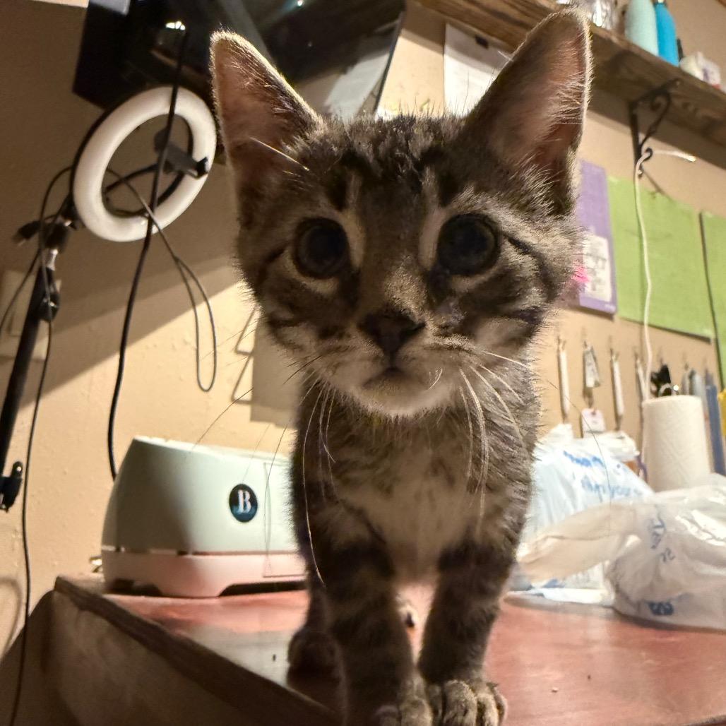 Neptune, a Adoptable Domestic Medium Hair in Carroll, IA image 6/6