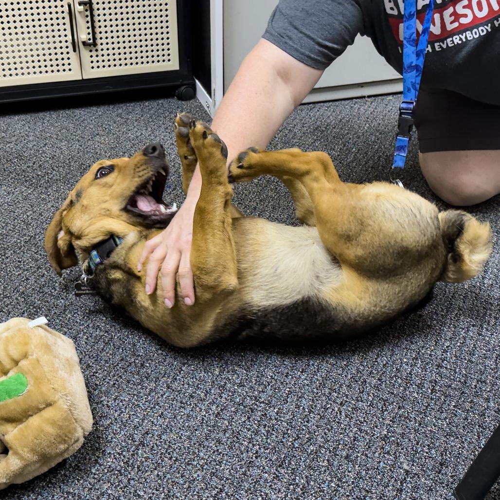 Fiona, Adoptable, Young Female Beagle & Basset Hound.