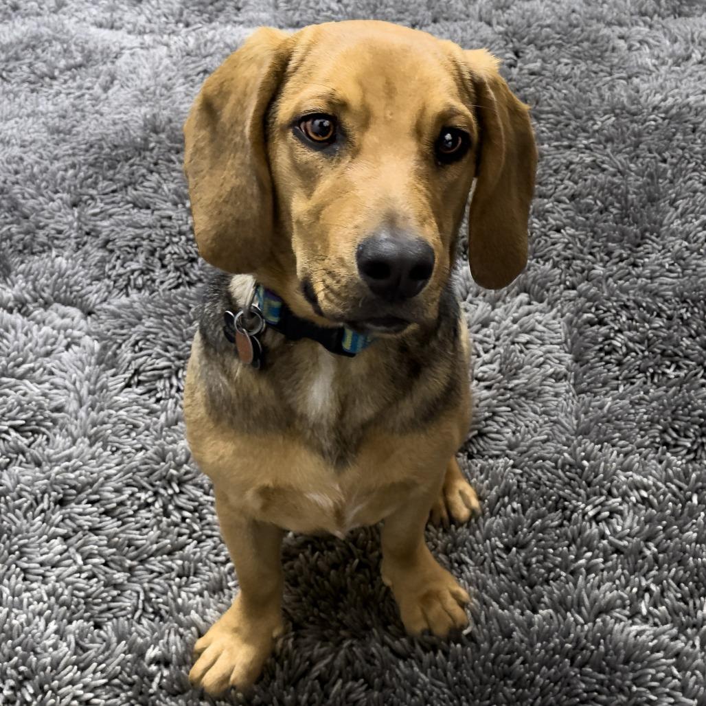 Enlarge Fiona, a Adoptable mixed breed in Wichita, KS image 3/6