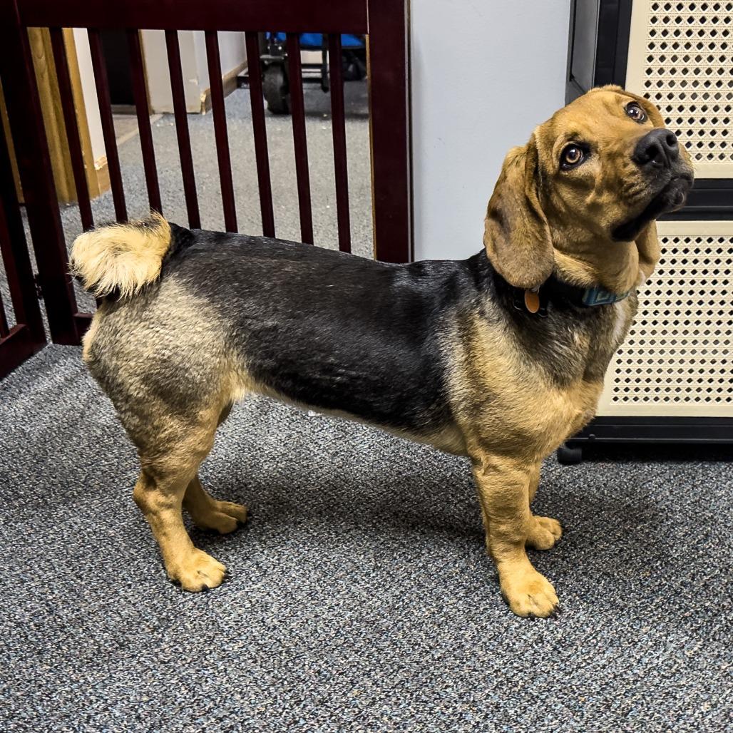 Enlarge Fiona, a Adoptable mixed breed in Wichita, KS image 5/6