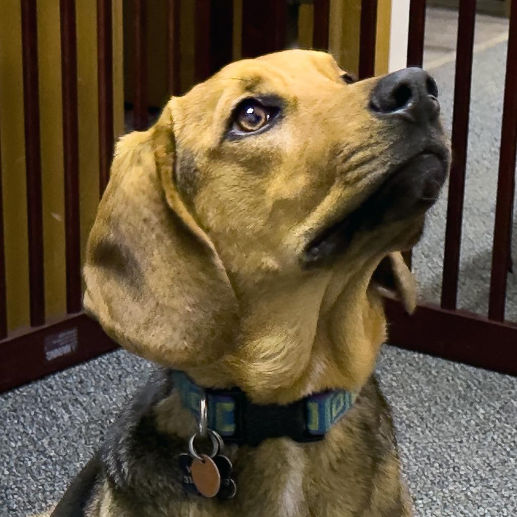 Enlarge Fiona, a Adoptable mixed breed in Wichita, KS image 6/6