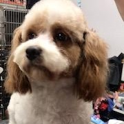 LAVERNE — thumbnail 2