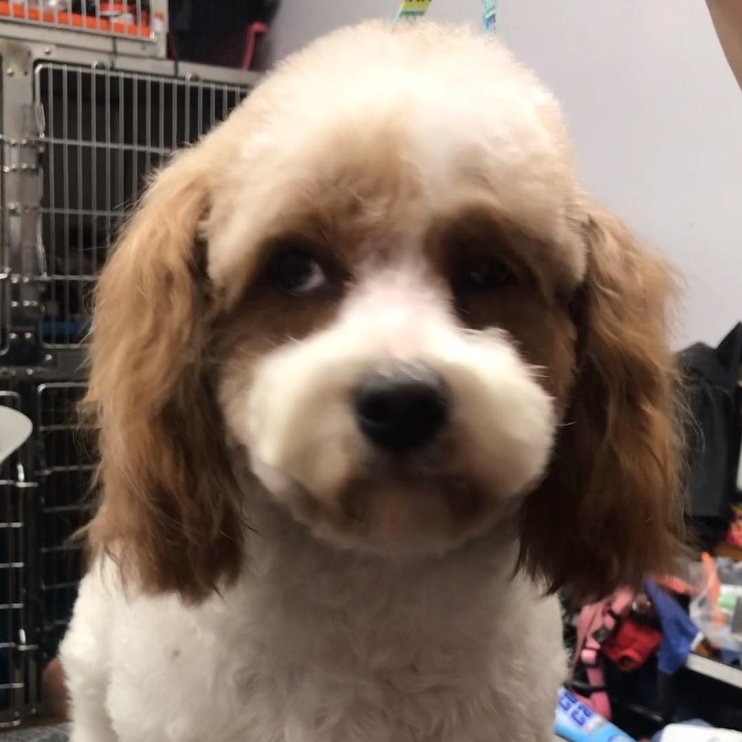 LAVERNE, an adoptable Cavapoo in Lincolnwood, IL, 60712 | Photo Image 1