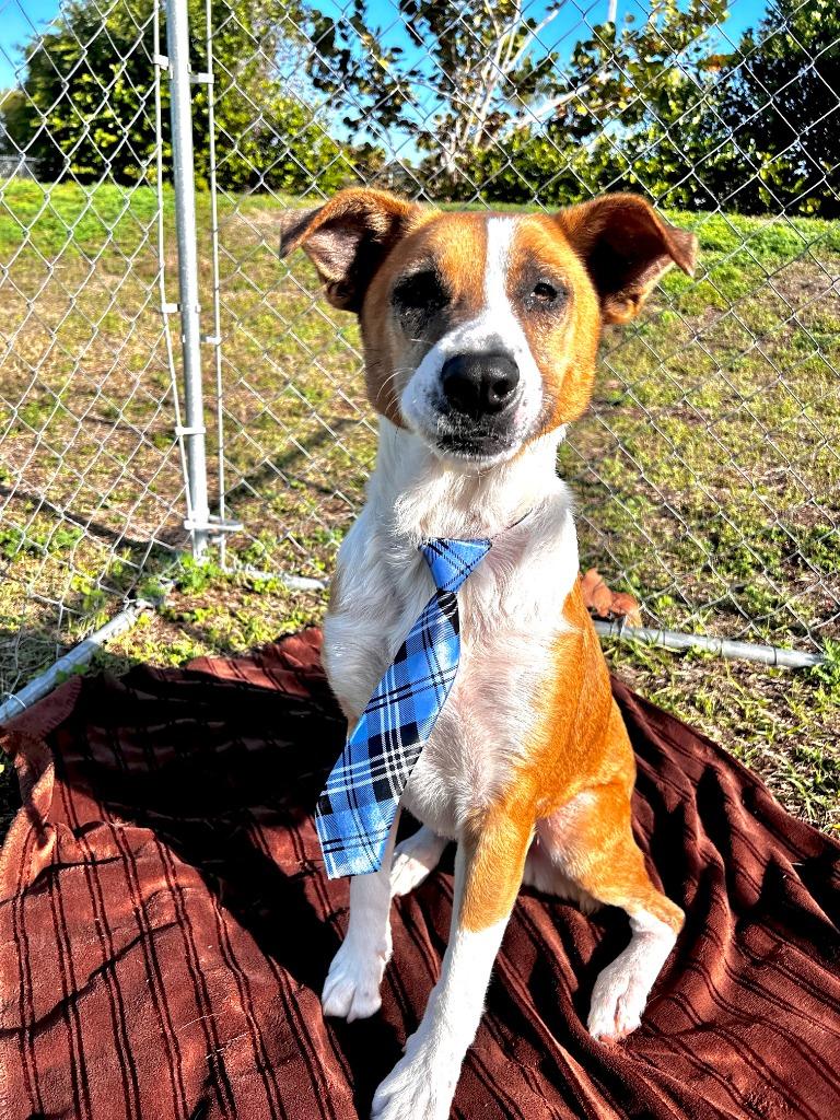 Cardiff (Maverick), Adoptable, Adult Male Shepherd & Mixed Breed.