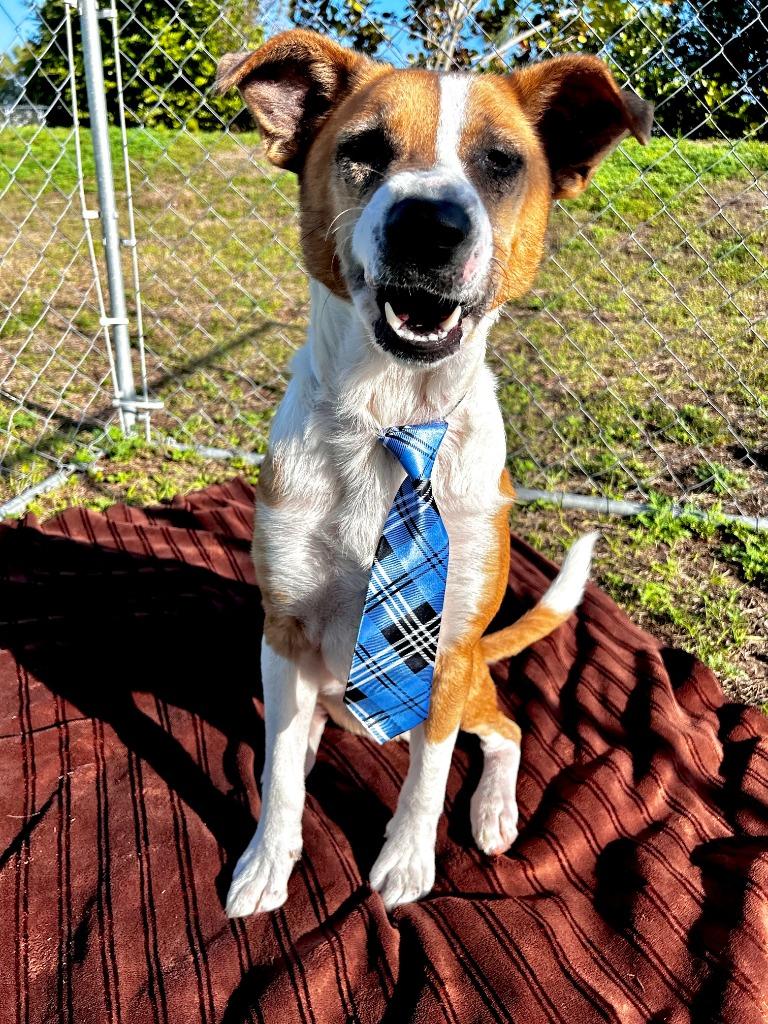 Enlarge Cardiff (Maverick), a Adoptable mixed breed in Cape Coral, FL image 2/3