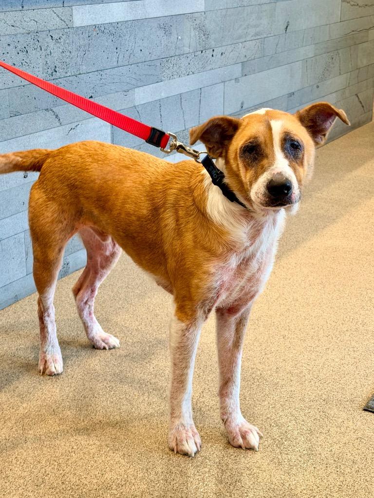 Cardiff (Maverick), Adoptable, Adult Male Shepherd & Mixed Breed.