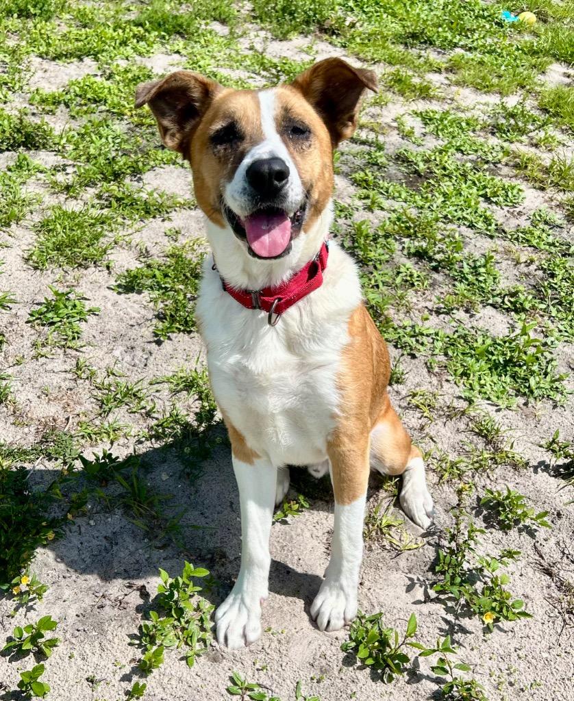 Cardiff (Maverick), a Adoptable mixed breed in Cape Coral, FL image 4/4