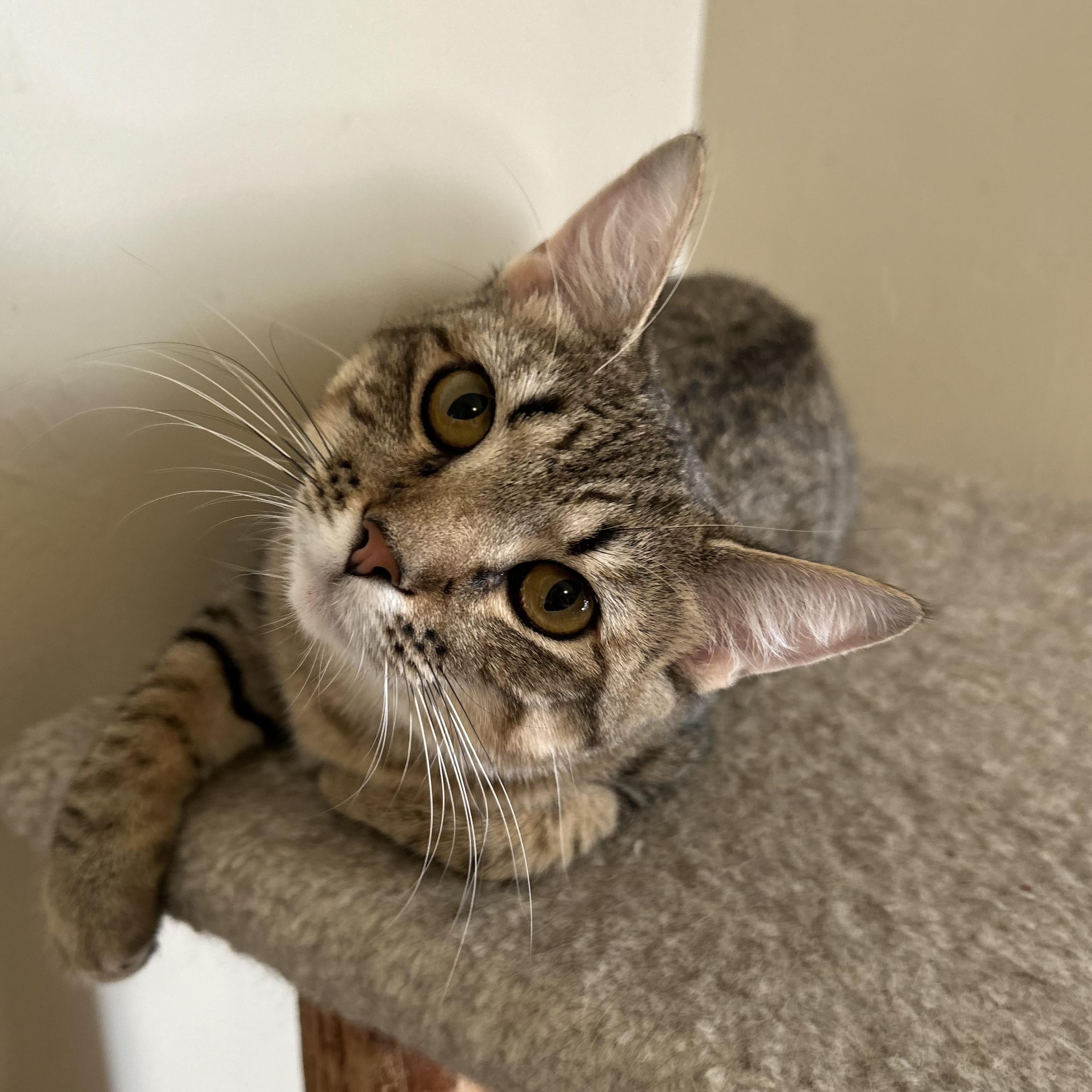 Cinnamon , ADOPTABLE, Kitten Female Domestic Short Hair.