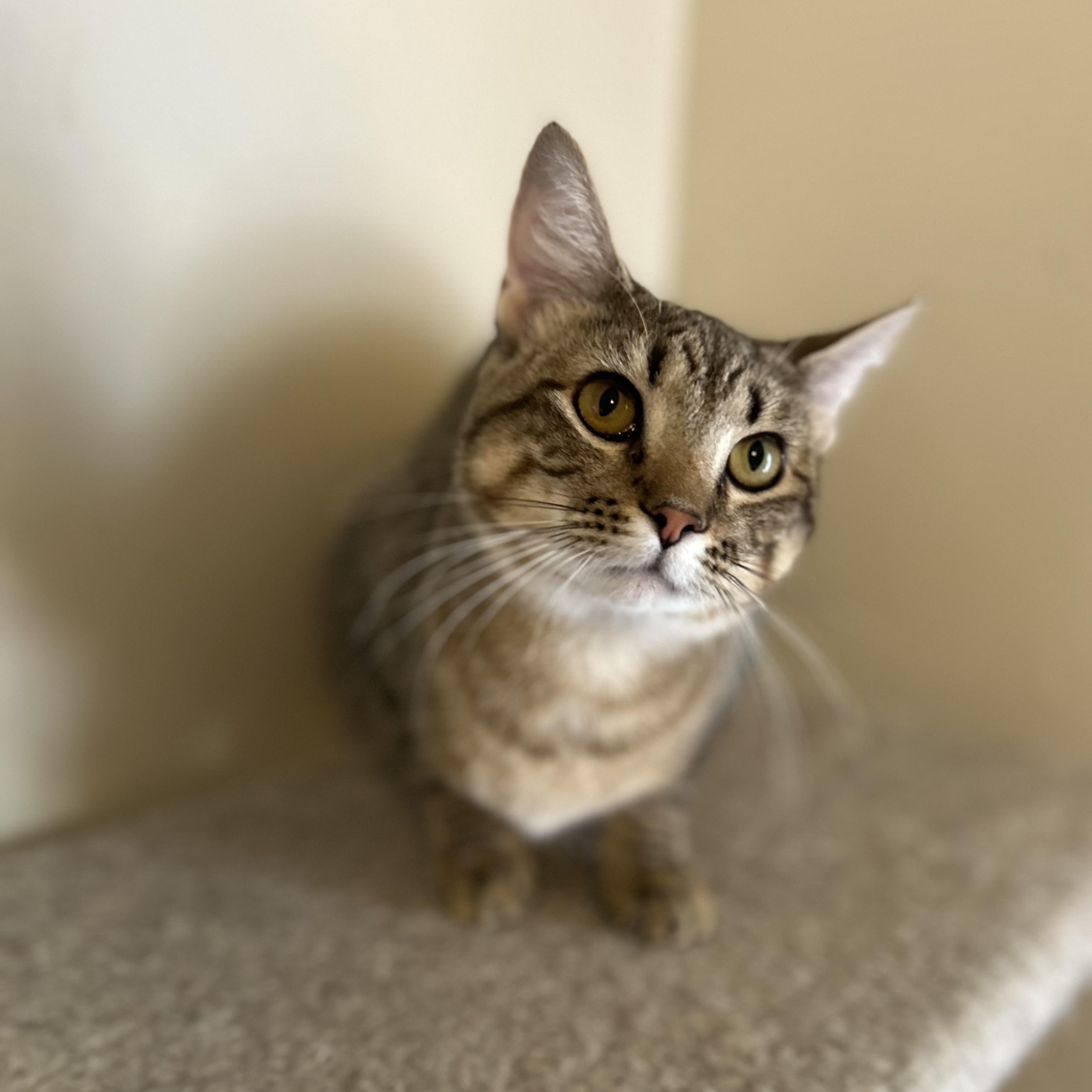Enlarge Cinnamon , a ADOPTABLE Domestic Short Hair in Columbus , OH image 3/3