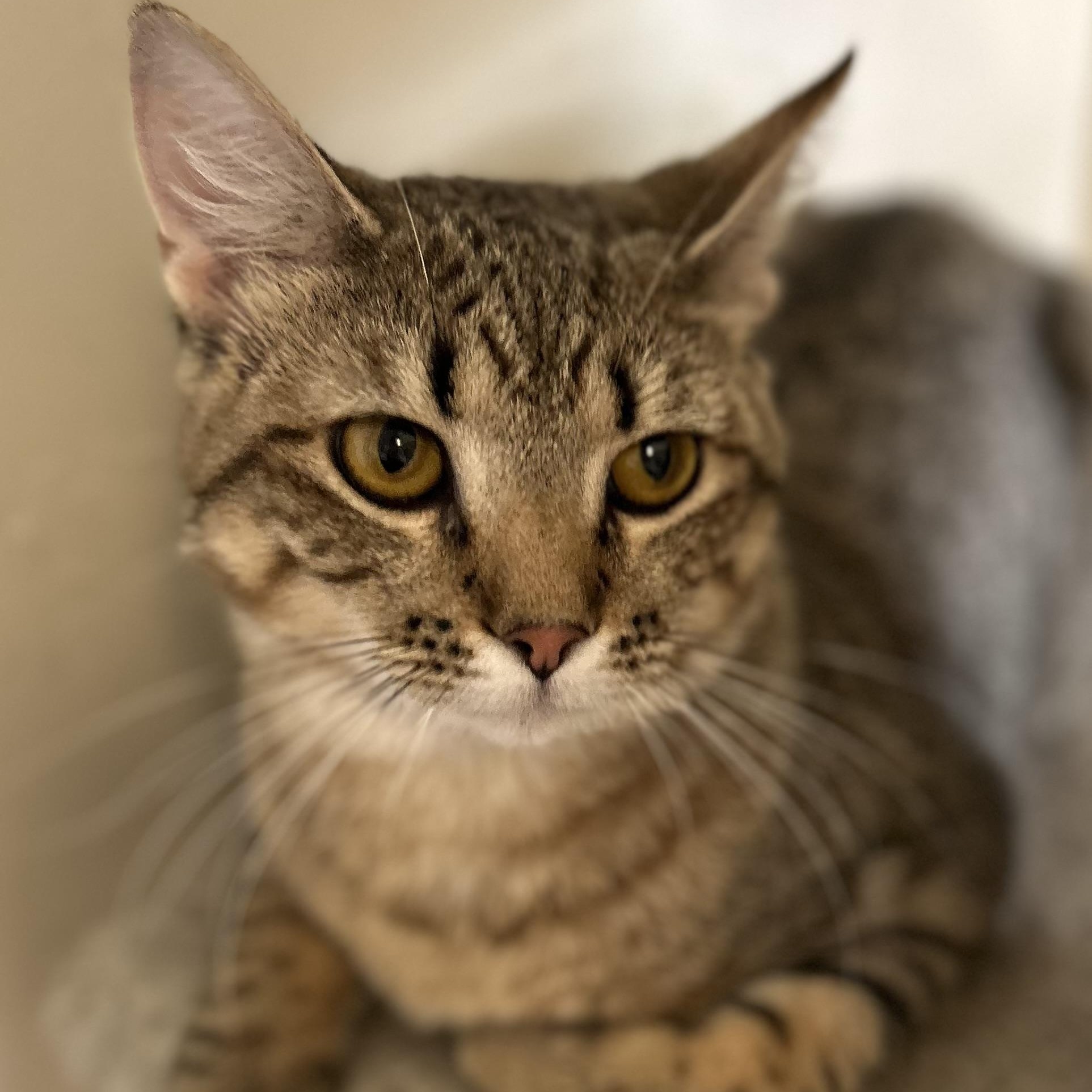 Enlarge Cinnamon , a ADOPTABLE Domestic Short Hair in Columbus , OH image 2/3