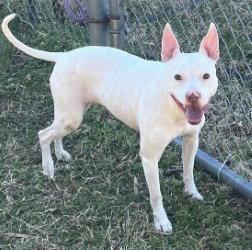 DA 46 Pinky, Adoptable, Adult Female Pit Bull Terrier.