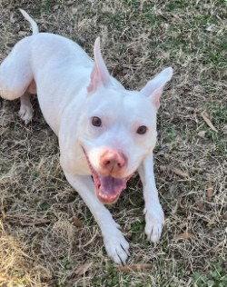 Enlarge DA 46 Pinky, a Adoptable Pit Bull Terrier in Glen Allen, VA image 2/3