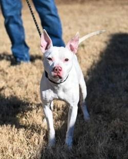 Enlarge DA 46 Pinky, a Adoptable Pit Bull Terrier in Glen Allen, VA image 1/3