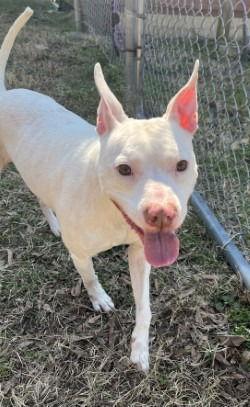 DA 46 Pinky, Adoptable, Adult Female Pit Bull Terrier.