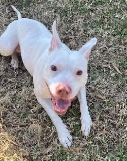 Enlarge DA 46 Pinky, a Adoptable Pit Bull Terrier in Glen Allen, VA image 2/3