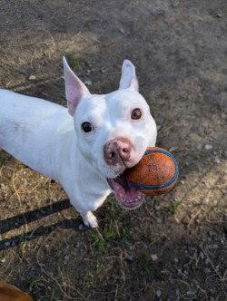 Enlarge DA 46 Pinky, a Adoptable Pit Bull Terrier in Glen Allen, VA image 3/3