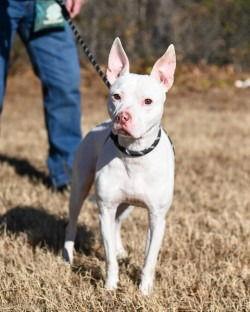 Enlarge DA 46 Pinky, a Adoptable Pit Bull Terrier in Glen Allen, VA image 3/3