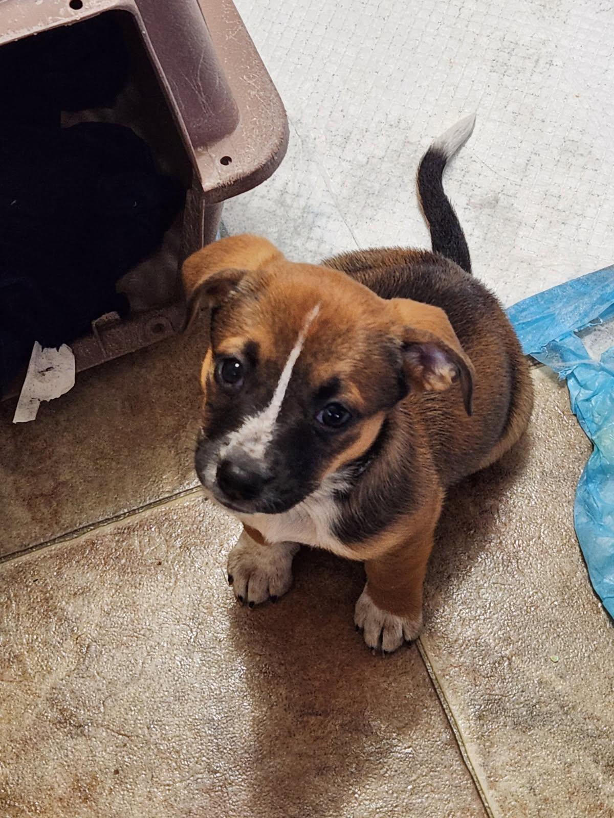 Hippo, an adopted mixed breed in Marshall, NC image 3/5