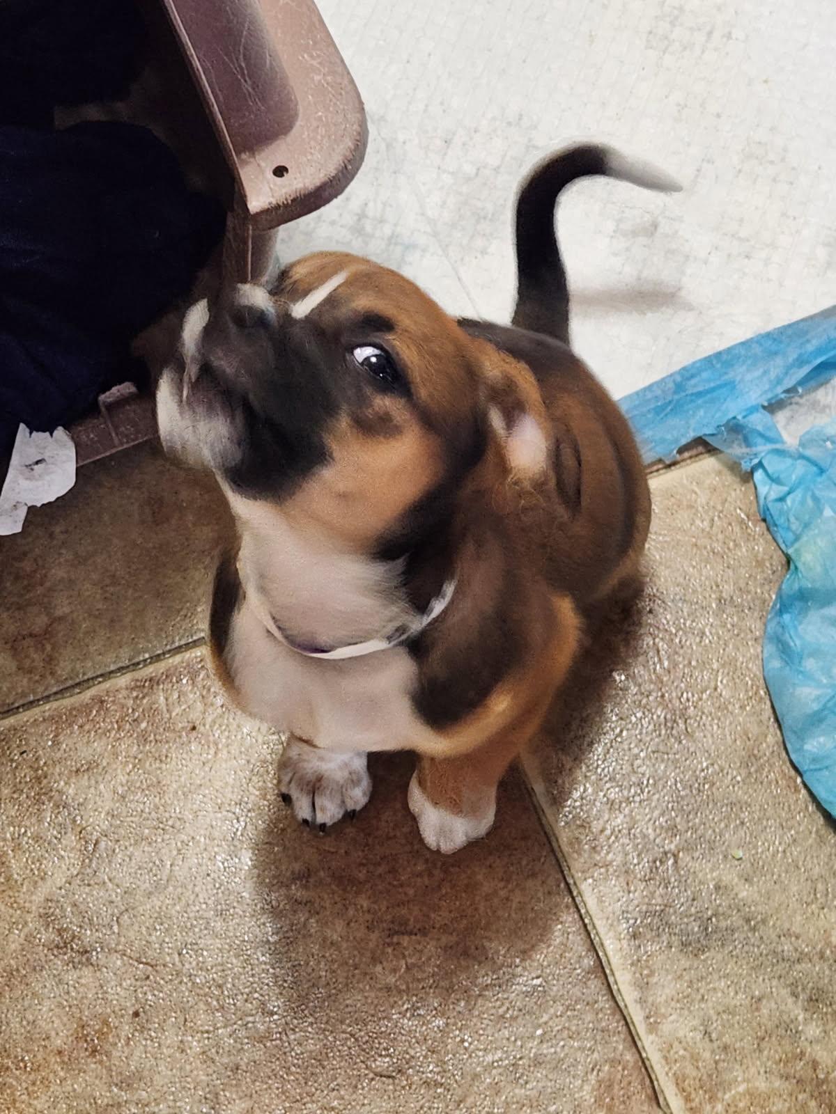 Hippo, adopted, Puppy Female Jack Russell Terrier.