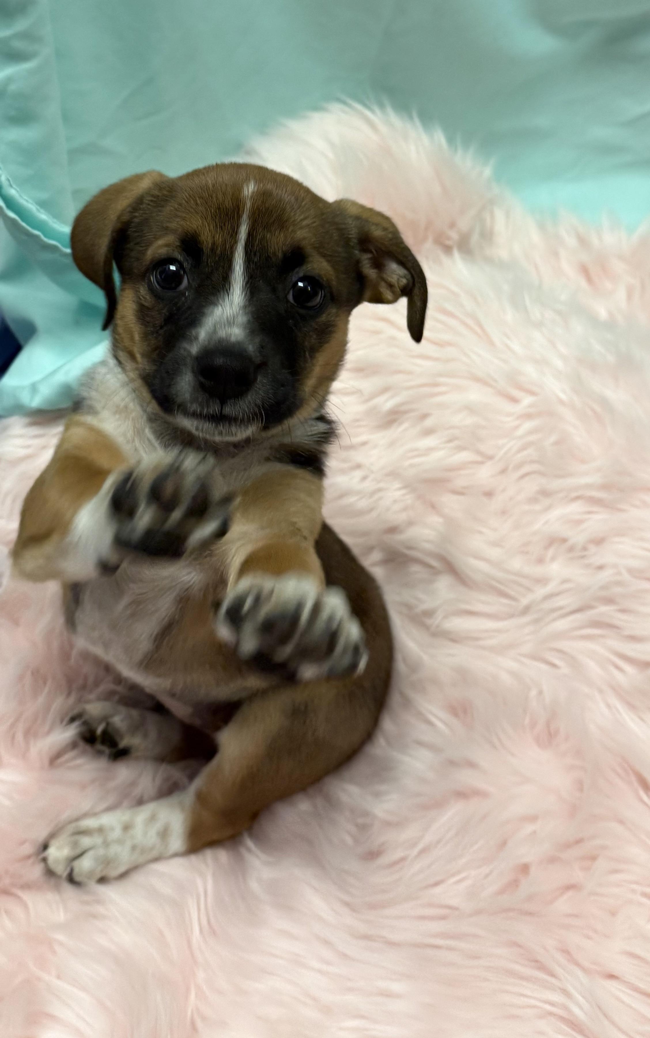 Hippo, an adopted mixed breed in Marshall, NC image 5/5