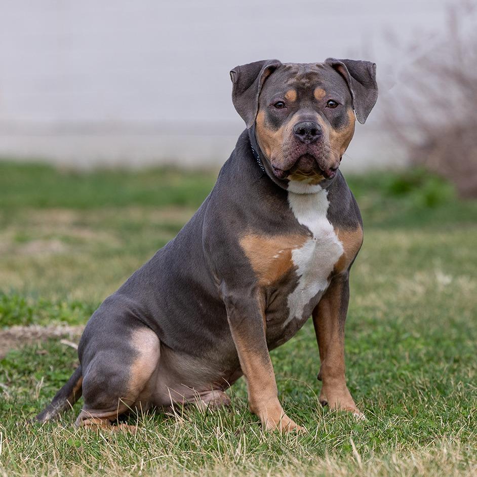 Enlarge Ox, a Adoptable Pit Bull Terrier in Council Bluffs, IA image 1/3