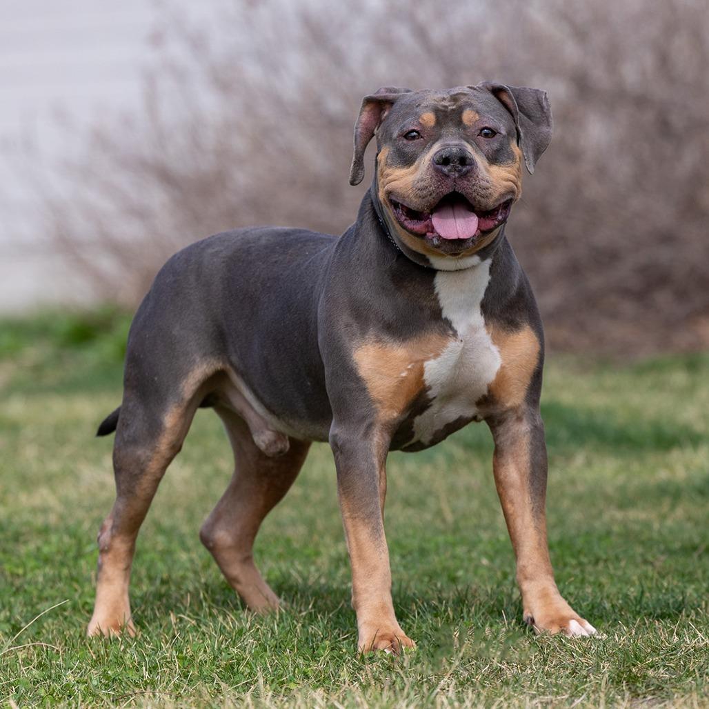 Enlarge Ox, a Adoptable Pit Bull Terrier in Council Bluffs, IA image 2/3