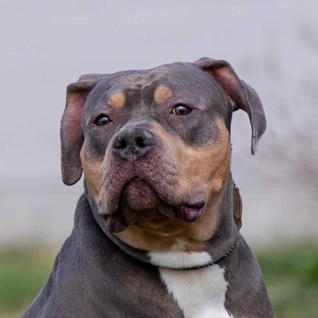 Enlarge Ox, a Adoptable Pit Bull Terrier in Council Bluffs, IA image 3/3