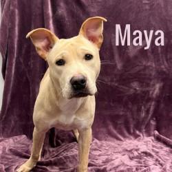 Enlarge Maya, a ADOPTABLE Mixed Breed in Pleasantville, NJ image 1/1