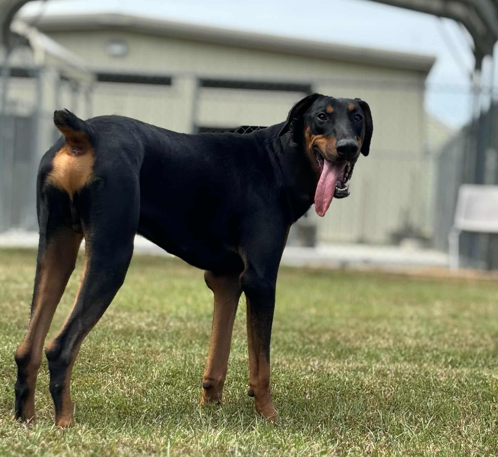 Miles, a Adopted Doberman Pinscher in Arlington, VA image 4/5