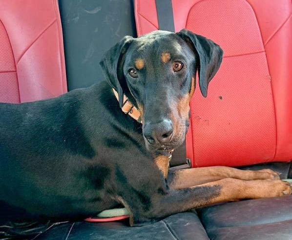 Miles, a Adopted Doberman Pinscher in Arlington, VA image 2/5
