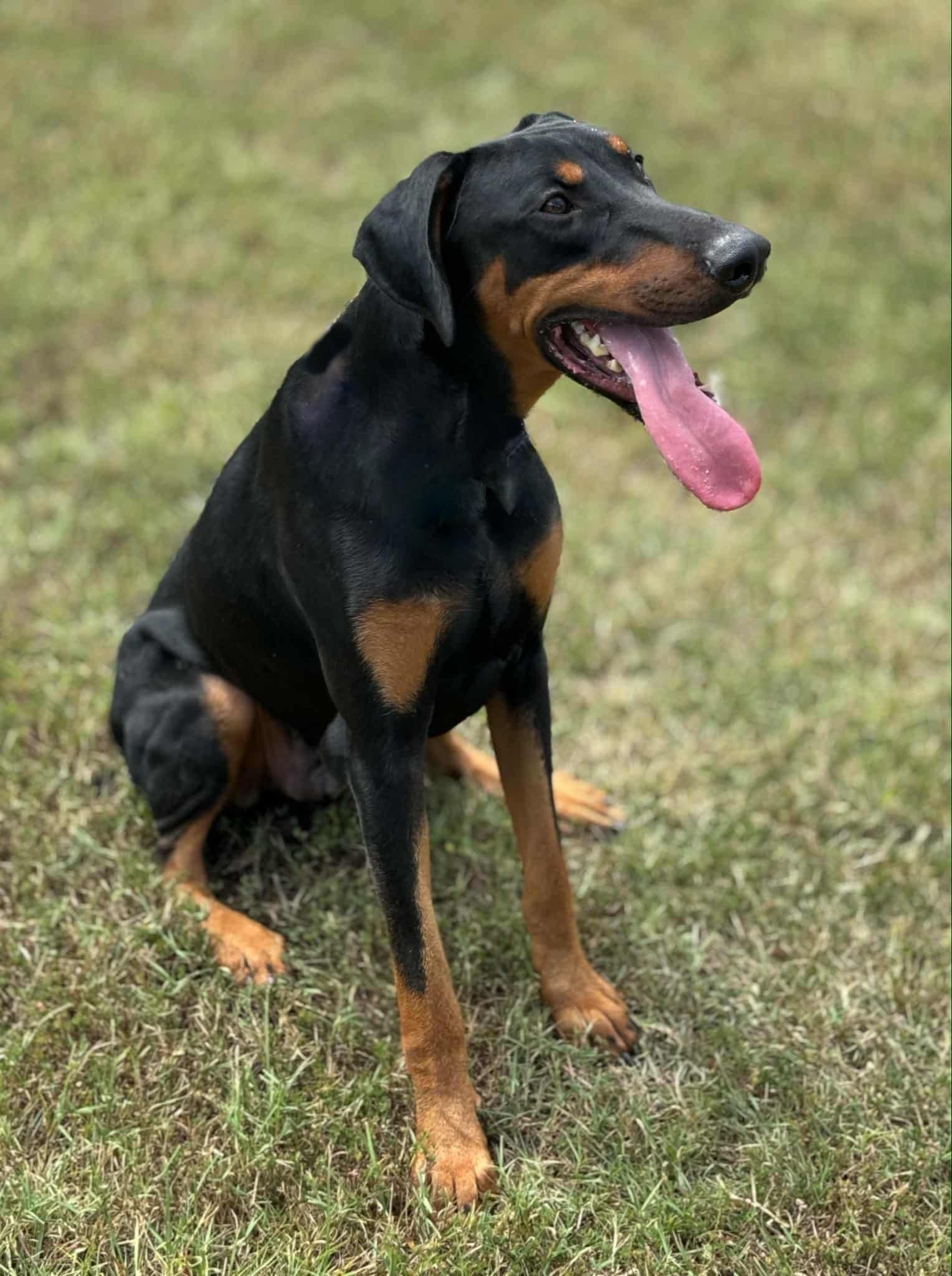 Miles, a Adopted Doberman Pinscher in Arlington, VA image 1/5