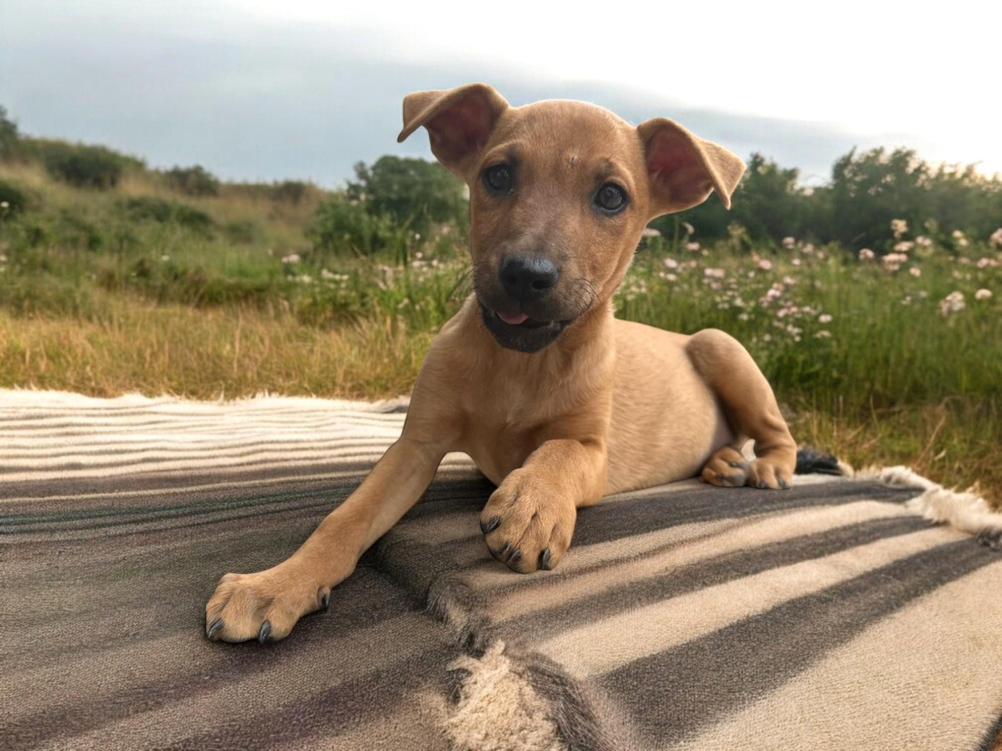 Aries, a Adoptable mixed breed in Abbotsford, BC image 6/6