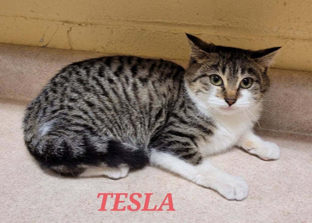 Tesla, Adoptable, Adult Male Domestic Short Hair.