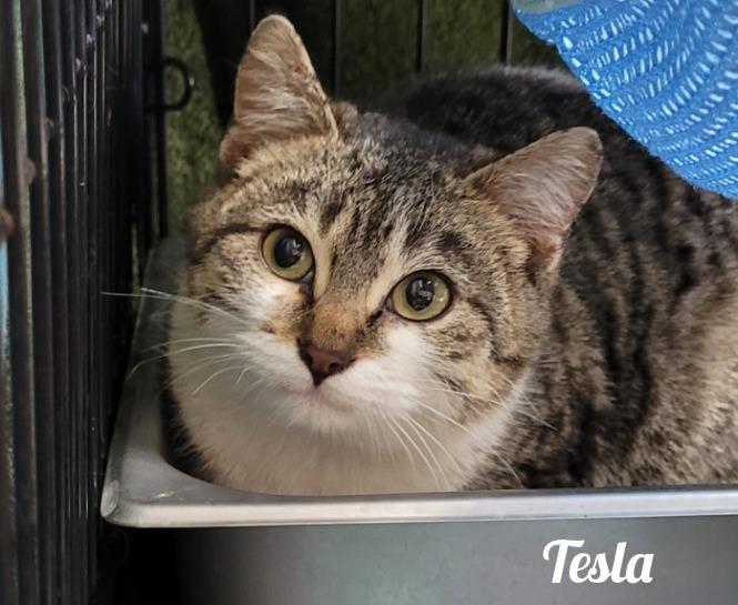 Enlarge Tesla, a Adoptable mixed breed in Cedar Rapids, IA image 2/2