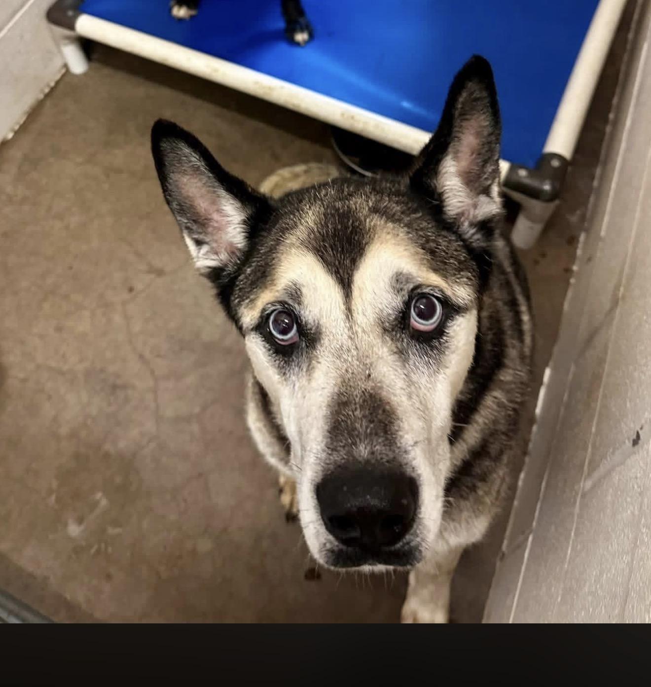 Enlarge Liam, a ADOPTABLE mixed breed in Sherman, TX image 1/1