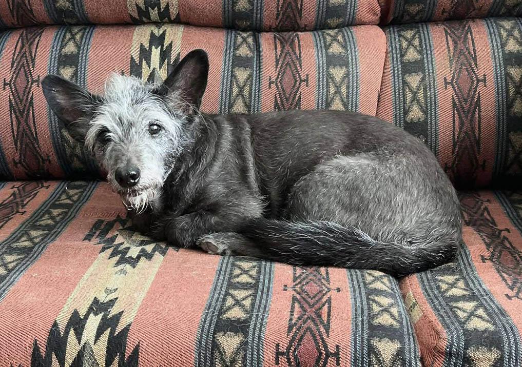 SEAMUS in AZ, Adoptable, Senior Male Cairn Terrier.