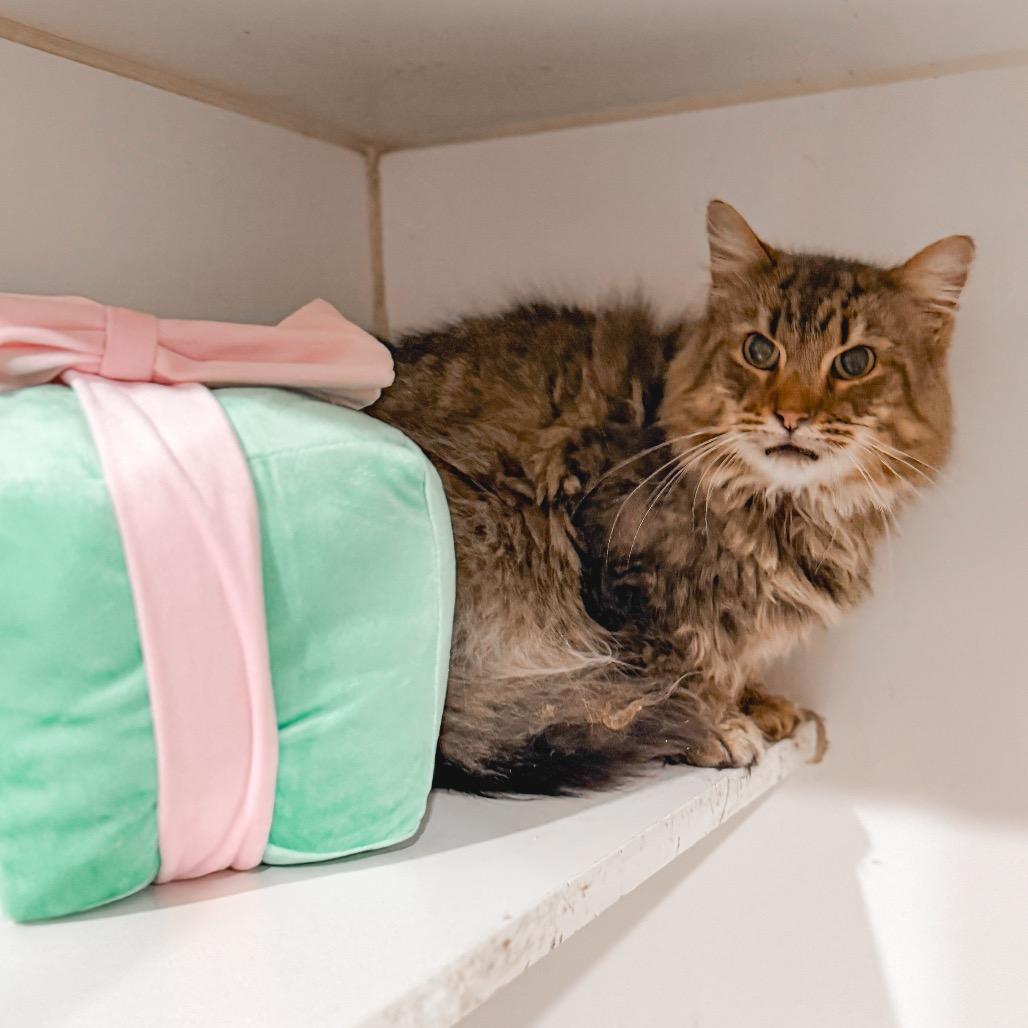 Anders, a Adoptable Domestic Long Hair in Pasadena , MD image 1/3