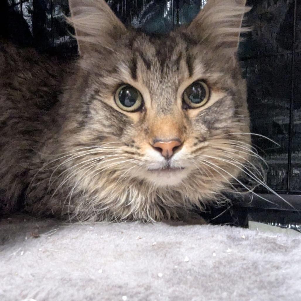 Enlarge Anders, a Adoptable Domestic Long Hair in Pasadena , MD image 3/3