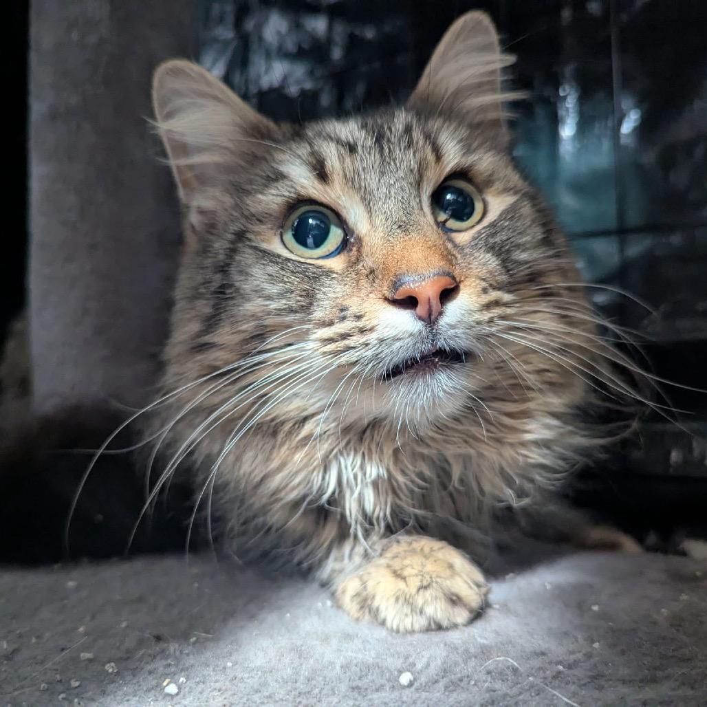 Anders, a Adoptable Domestic Long Hair in Pasadena , MD image 2/3