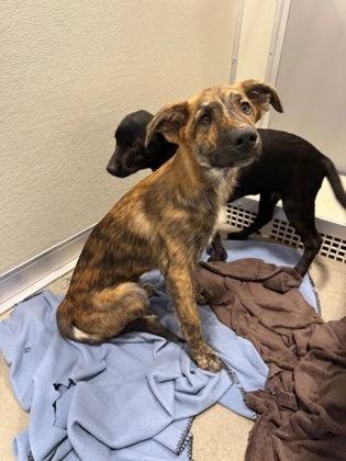 Peanut Man, Adoptable, Puppy Male Mixed Breed & Mixed Breed.