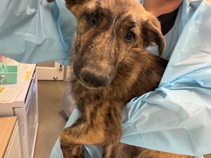 Peanut Man, a Adoptable mixed breed in Fresno, CA image 2/2