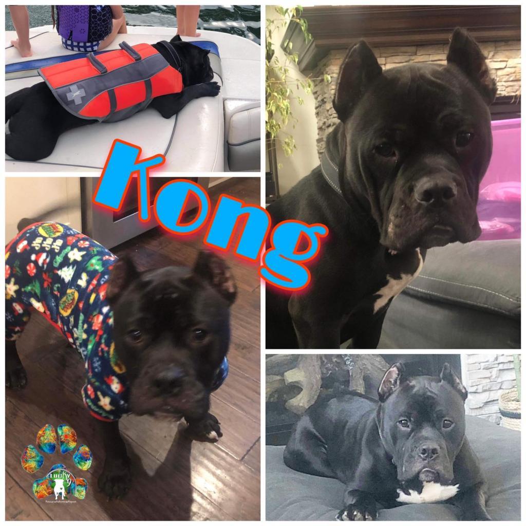 Kong AKA Shorty, a Adoptable Pit Bull Terrier in St. Charles, MO image 3/6