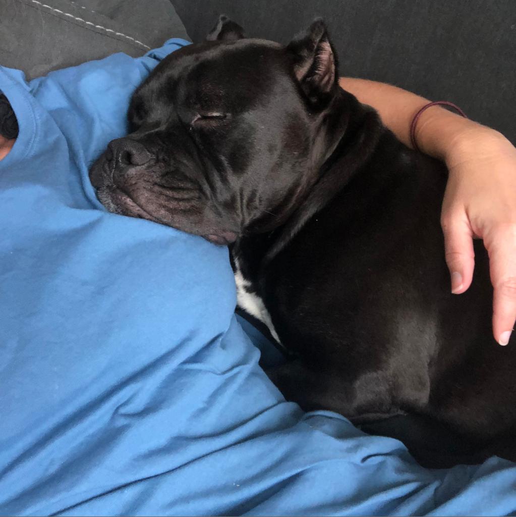 Kong AKA Shorty, Adoptable, Adult Male Pit Bull Terrier.