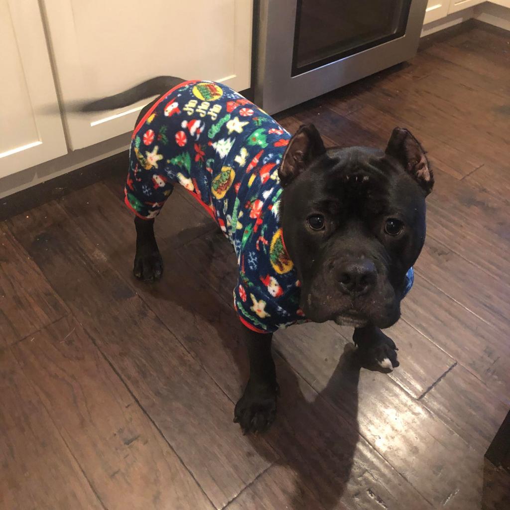 Enlarge Kong AKA Shorty, a Adoptable Pit Bull Terrier in St. Charles, MO image 2/6