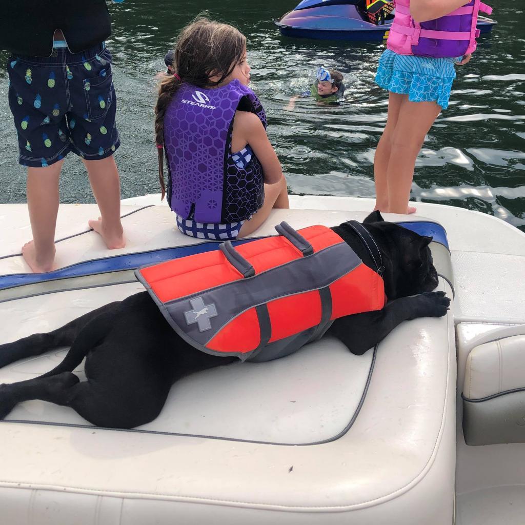 Enlarge Kong AKA Shorty, a Adoptable Pit Bull Terrier in St. Charles, MO image 3/6