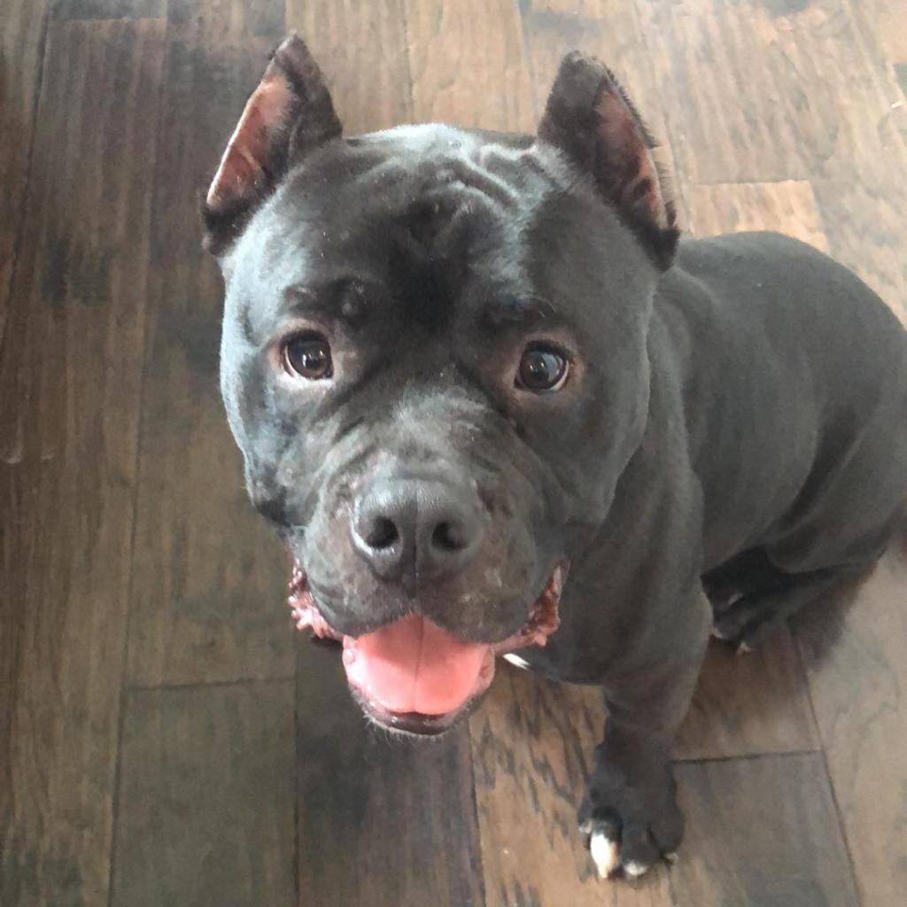 Enlarge Kong AKA Shorty, a Adoptable Pit Bull Terrier in St. Charles, MO image 4/6