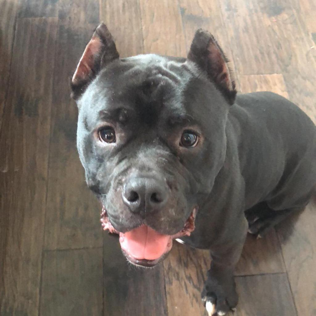 Enlarge Kong AKA Shorty, a Adoptable Pit Bull Terrier in St. Charles, MO image 5/6