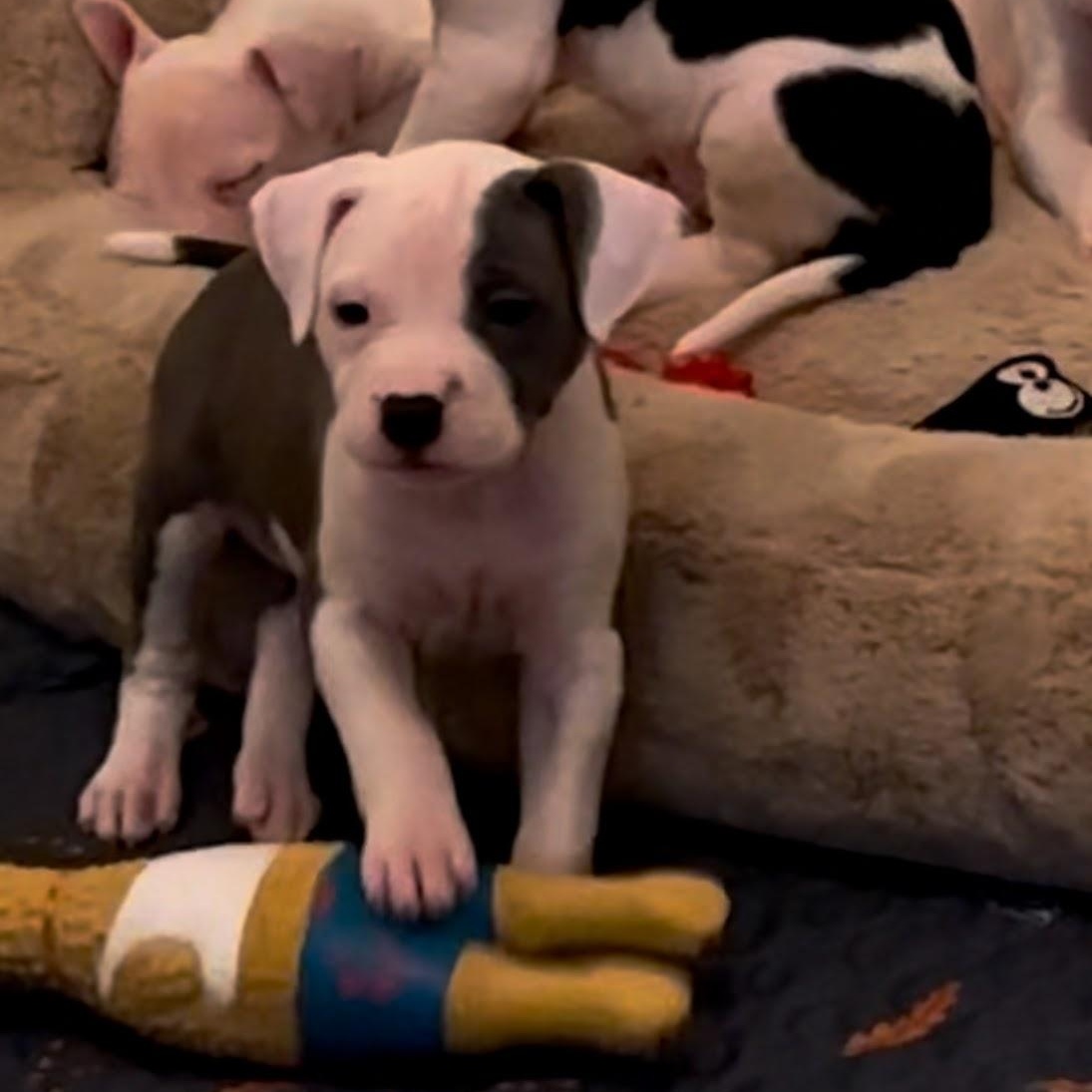 Scout, Adopted, Puppy Female Mixed Breed.